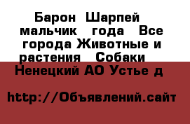 Барон (Шарпей), мальчик 3 года - Все города Животные и растения » Собаки   . Ненецкий АО,Устье д.